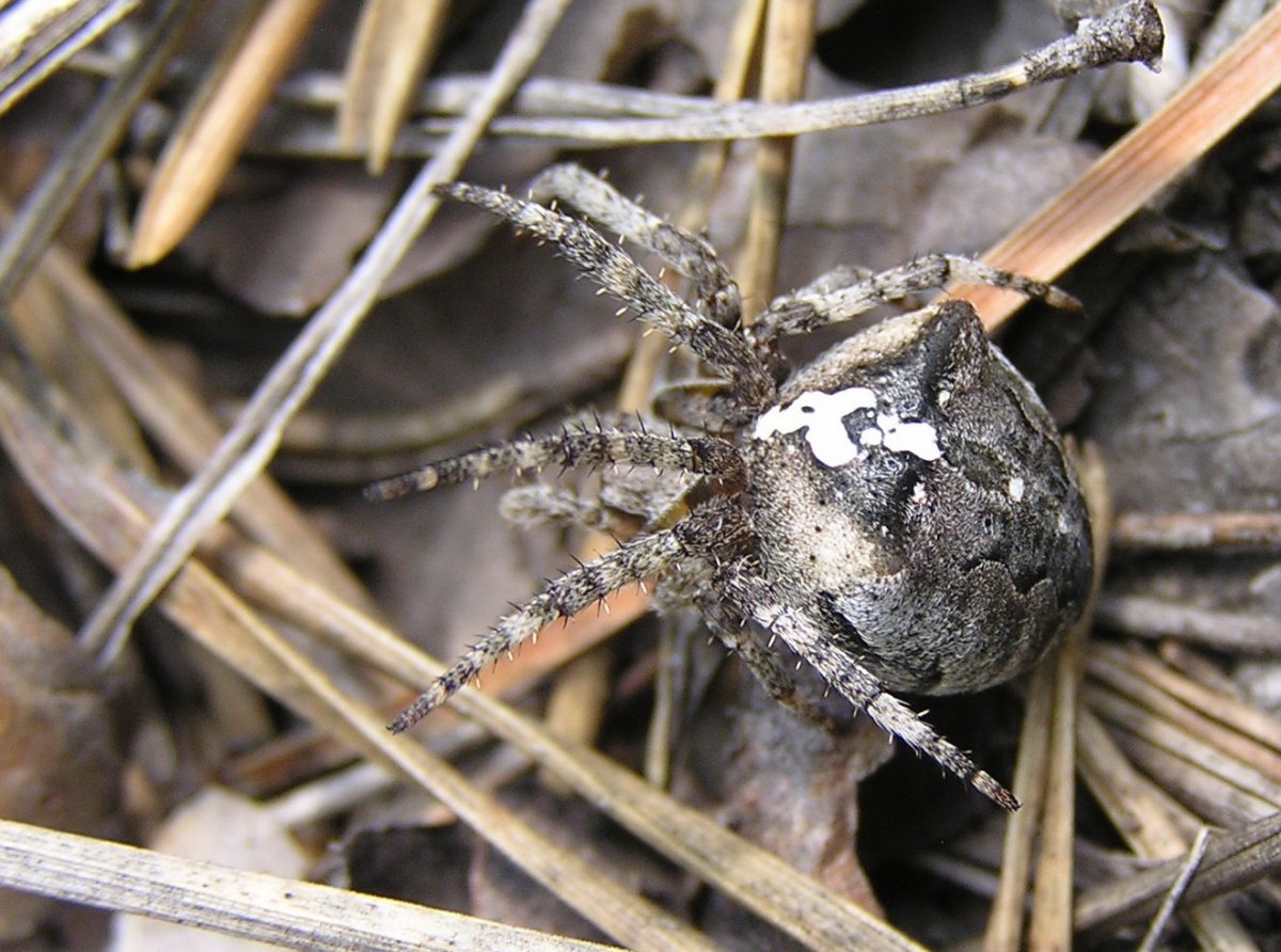 Пауки живущие в земле