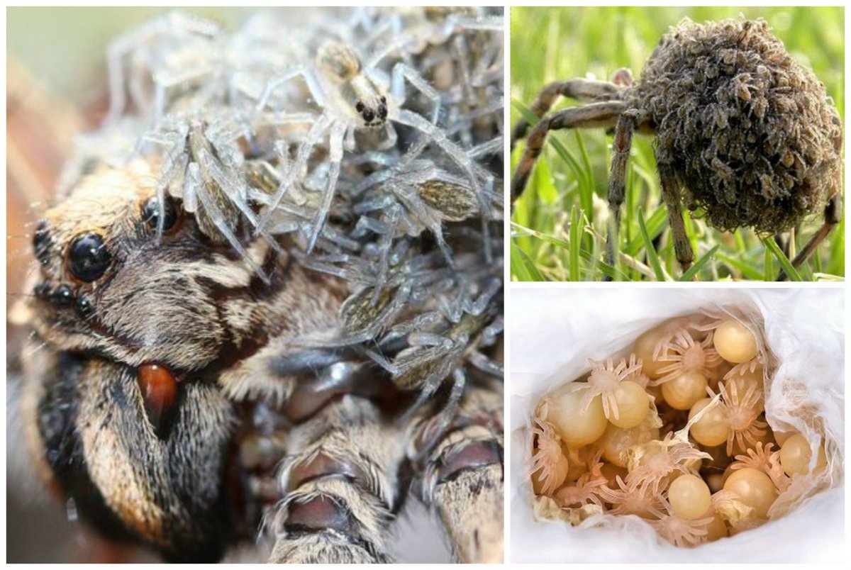 Гнездо пауков в квартире