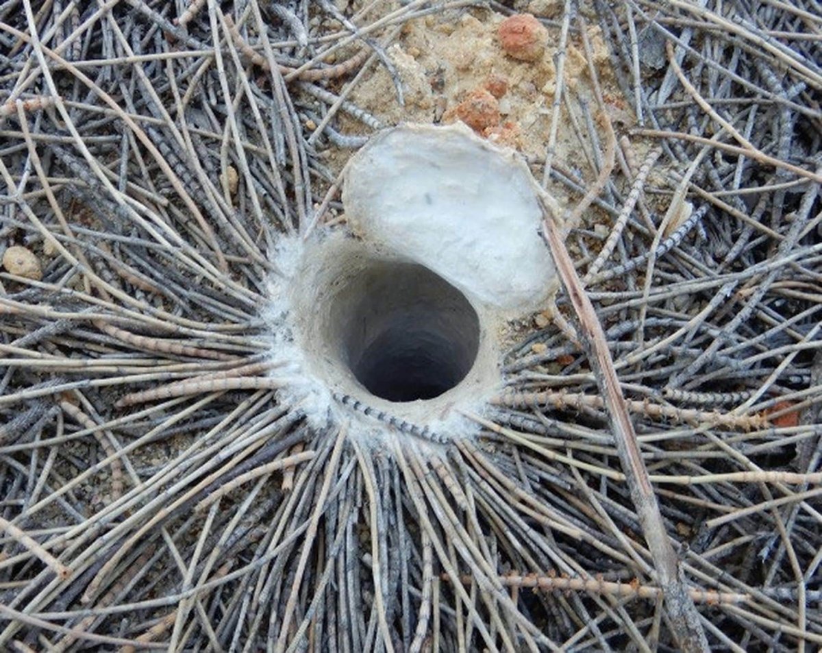 Бледная руда Паучье гнездо