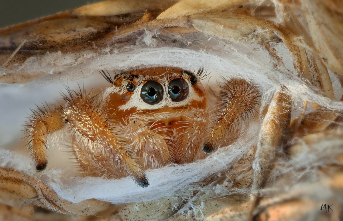 Гнездо паука птицееда