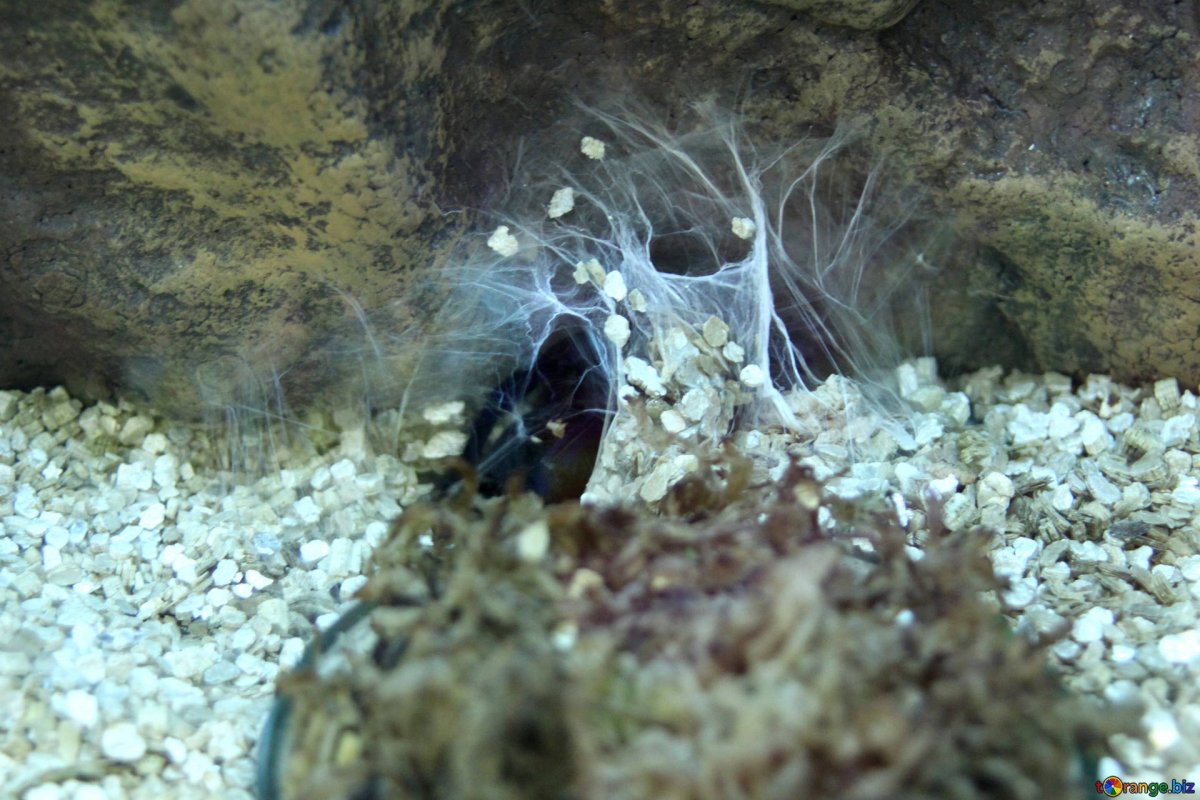 Паучьи гнезда в Австралии