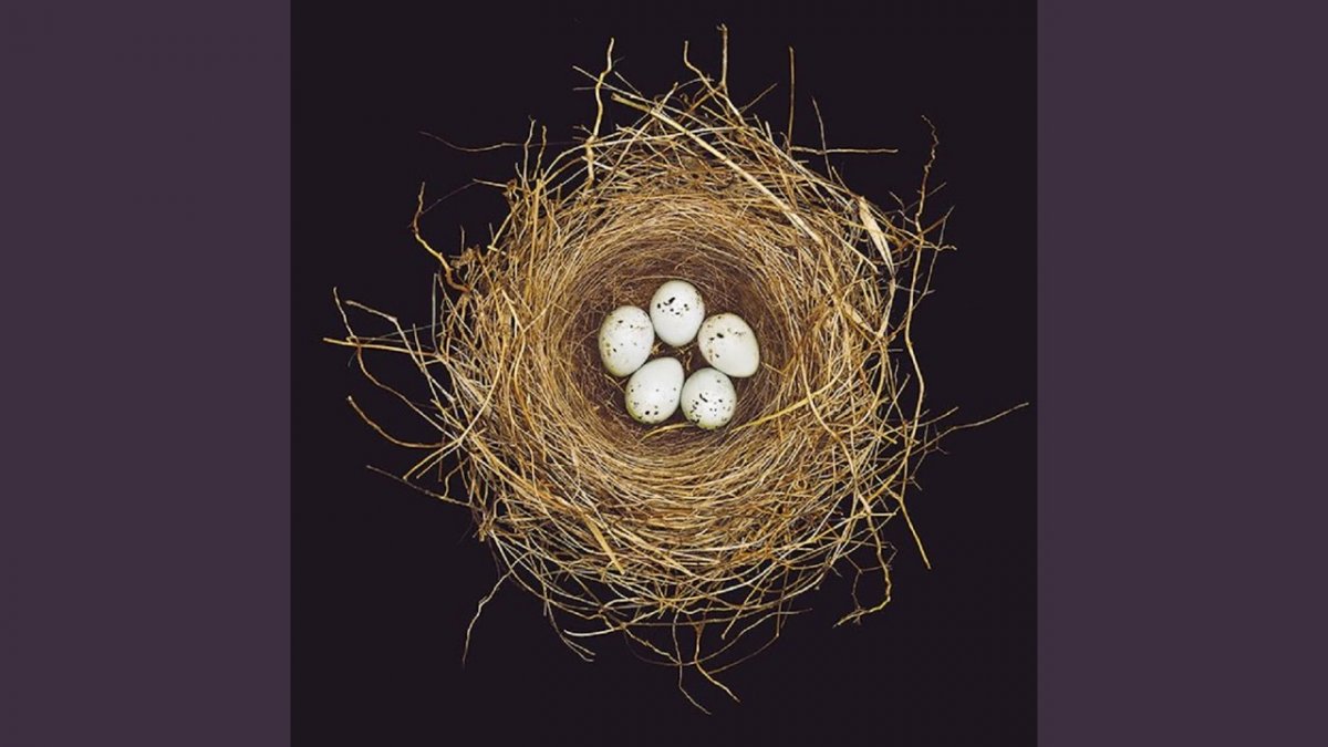 Арахнид паук гигантский