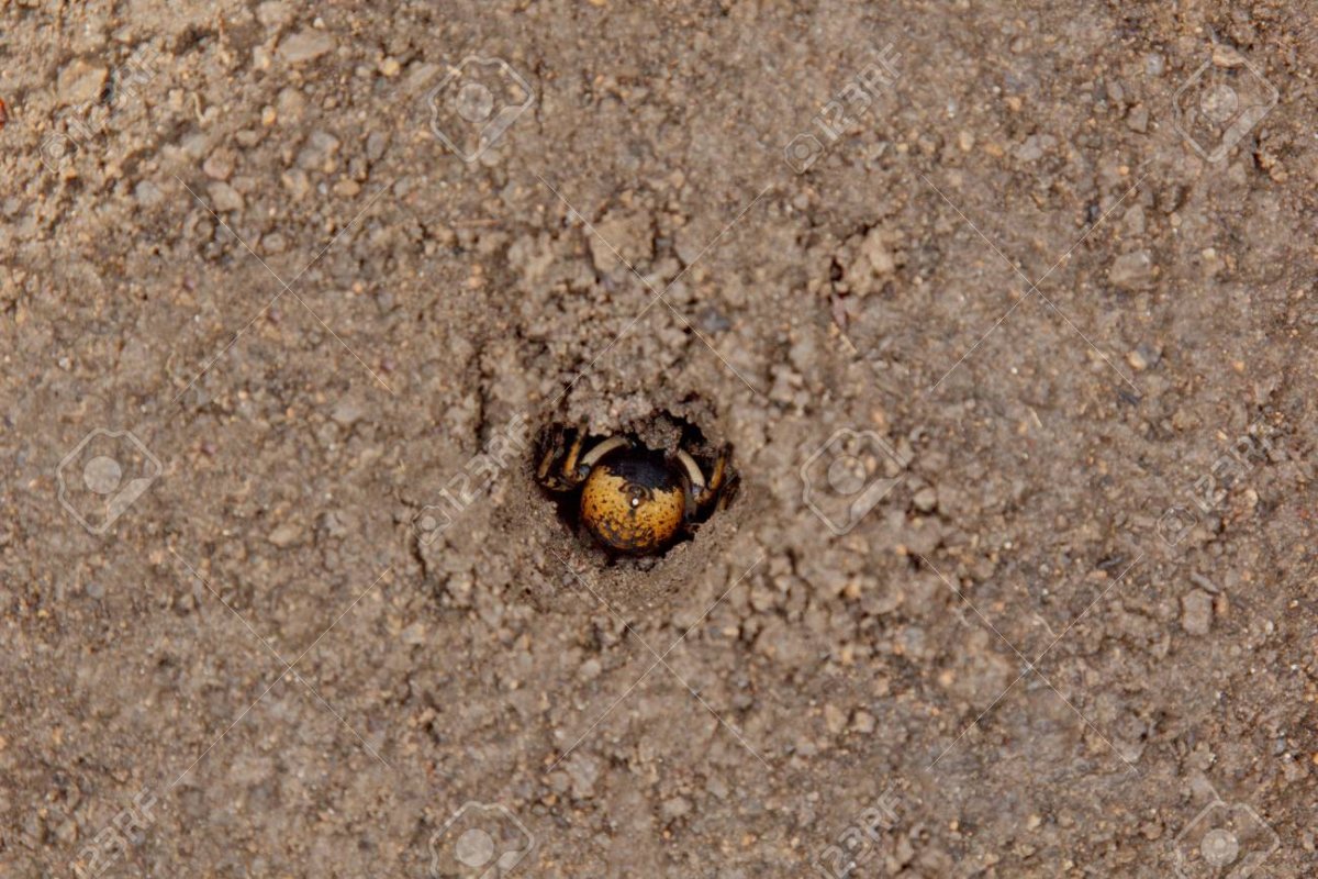 Паук волк крестовик