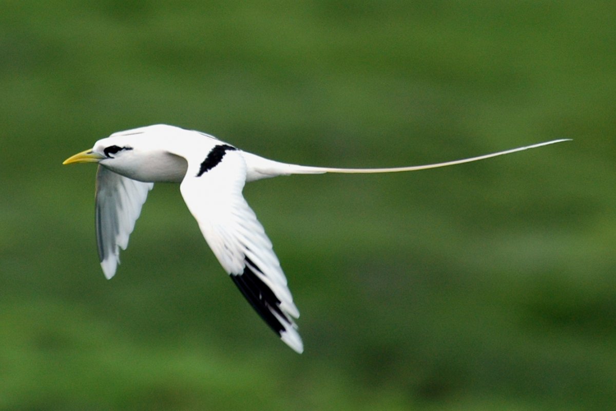 Белохвостый Фаэтон