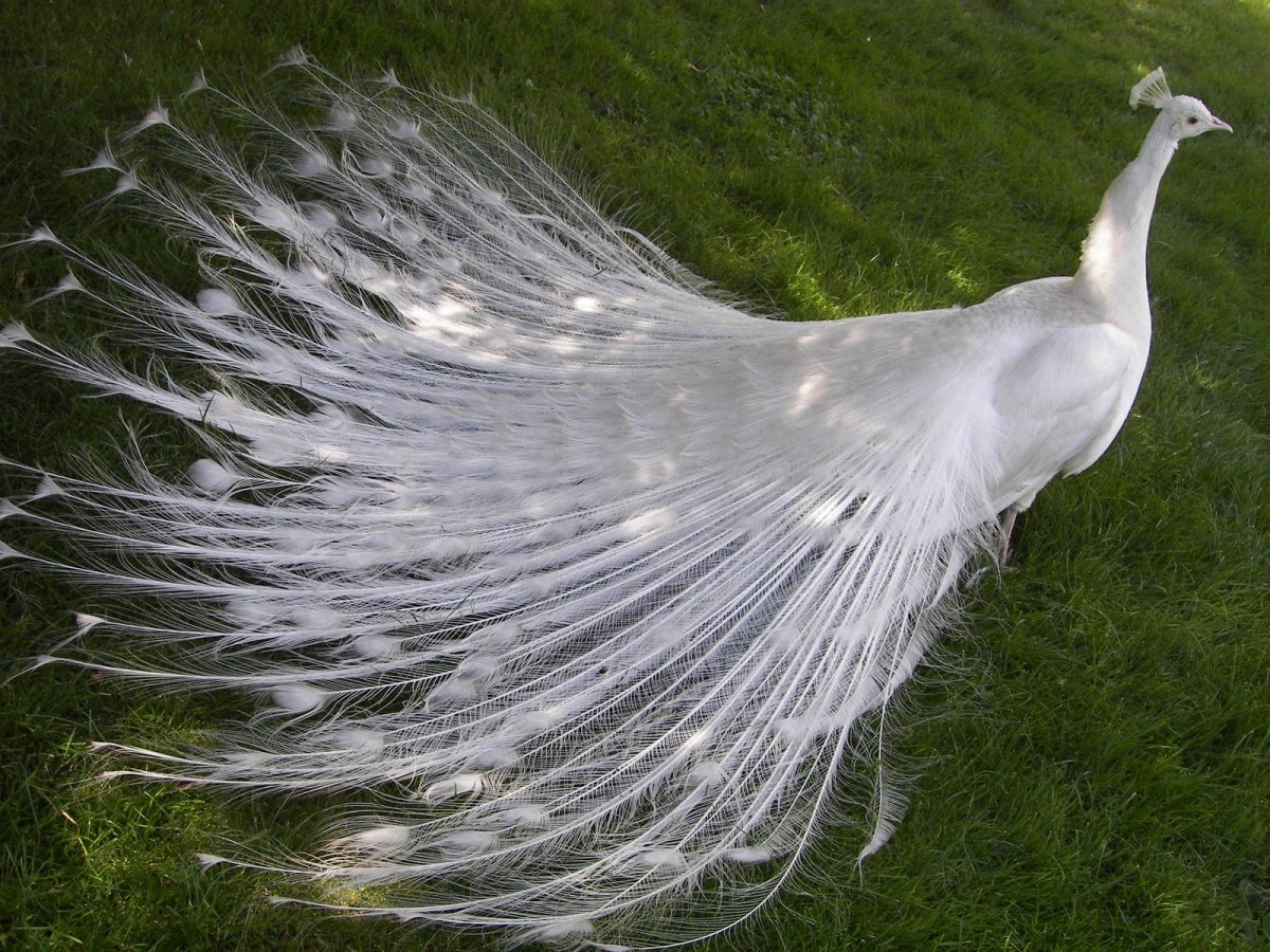 Длиннохвостая синица