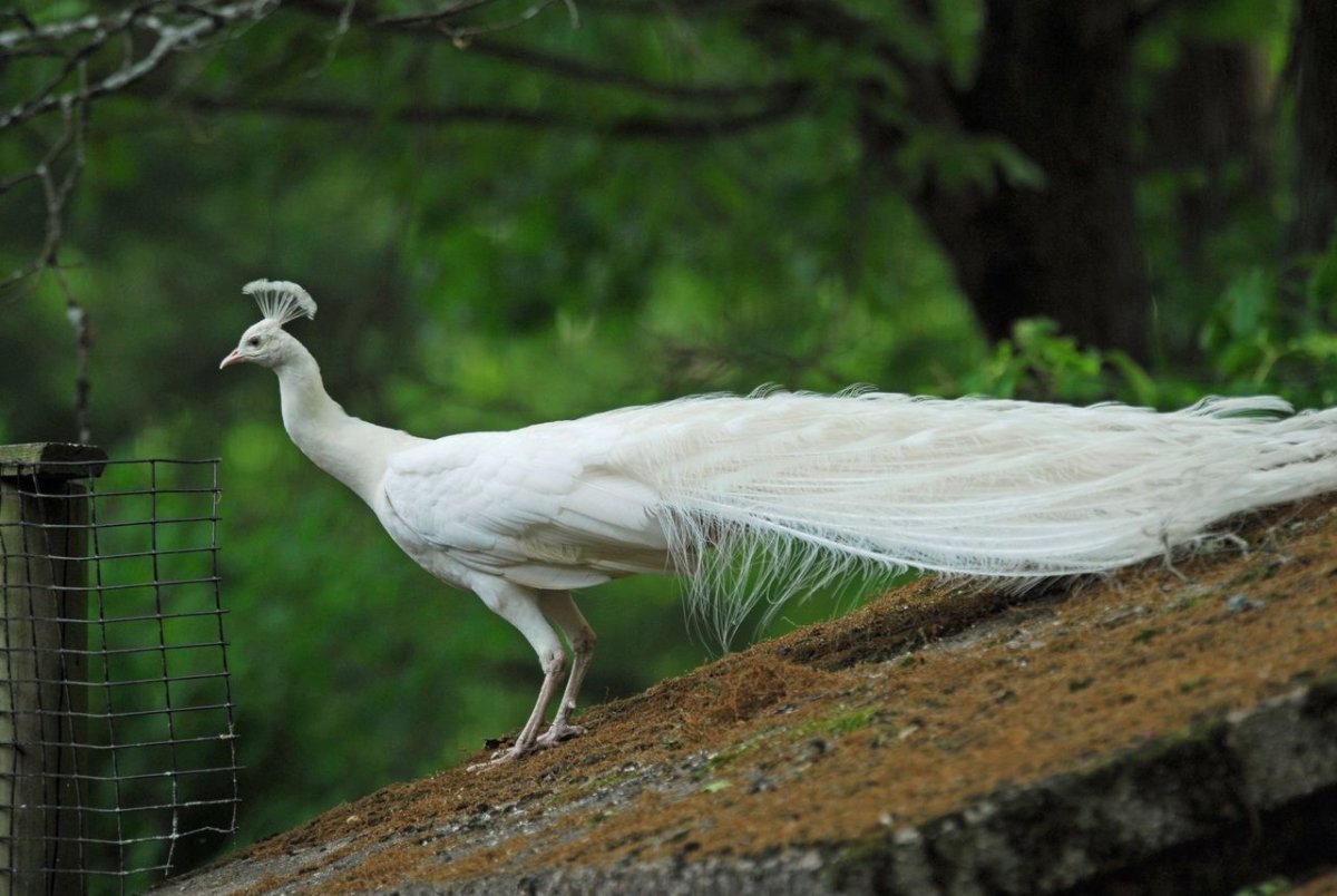 Павлин альбинос