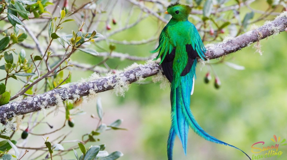 Белая цапля в полете