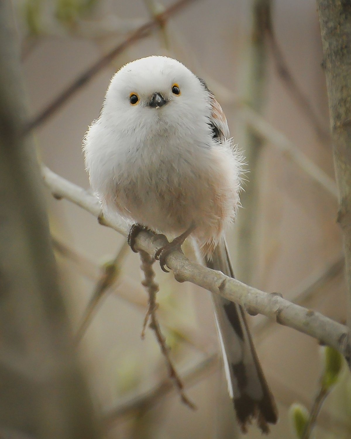 Белая хохлатая цапля