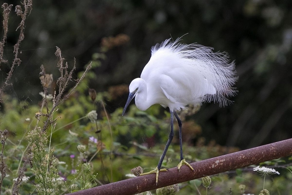 Длиннохвостая синица