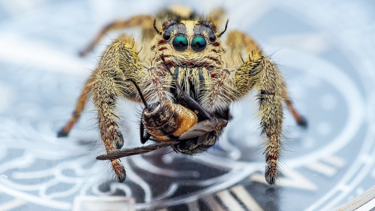 Паук скакун обои на ПК