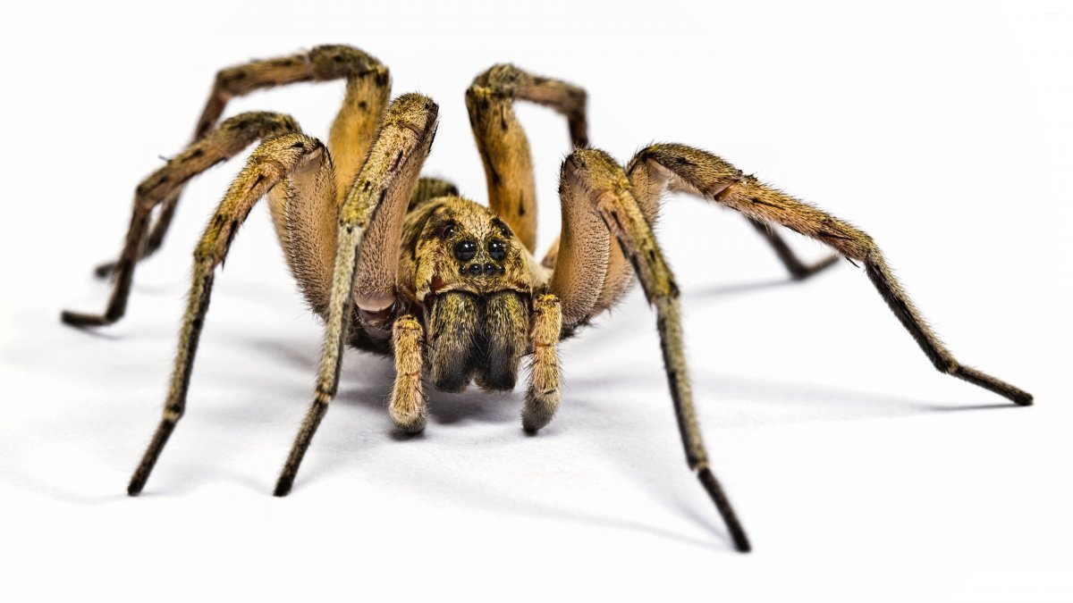 Страшные пауки
