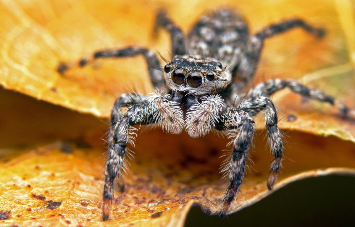 Паук крестовик