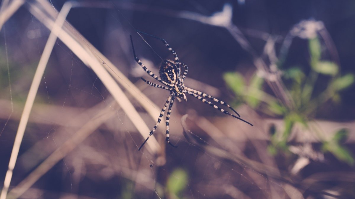 Эстетичные насекомые пауки