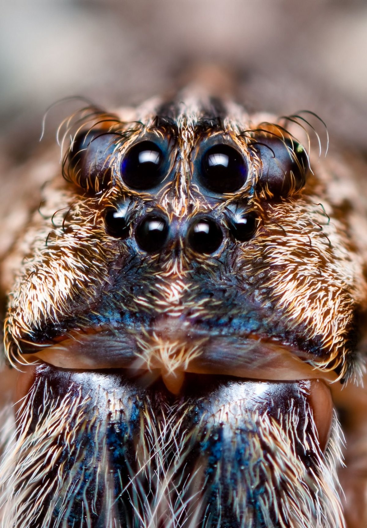 Phidippus Audax (паук-скакун)