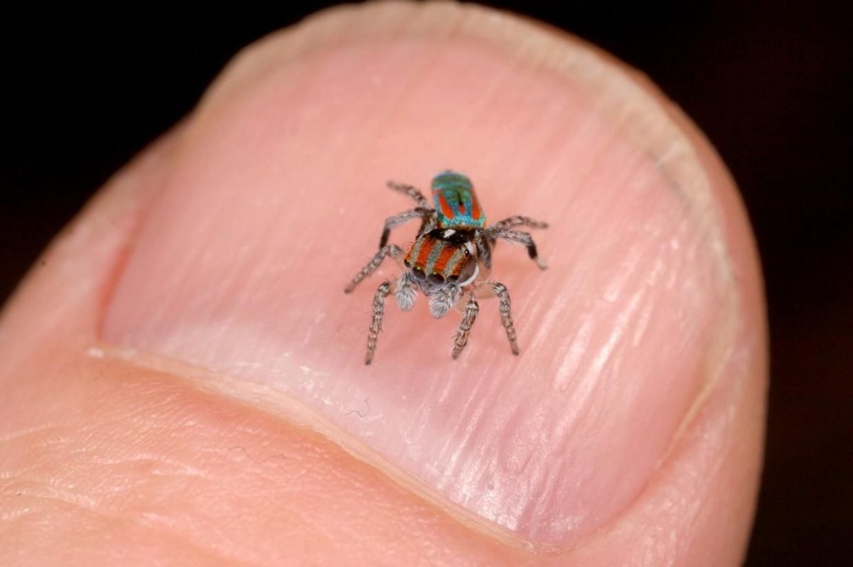 Паук Maratus speciosus