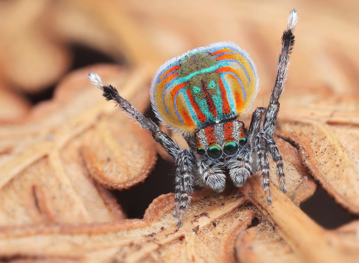 Паучьи лапки Макросъемка