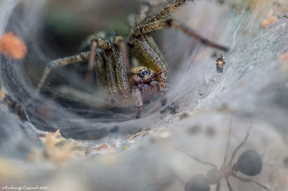 Испанский воронковый паук