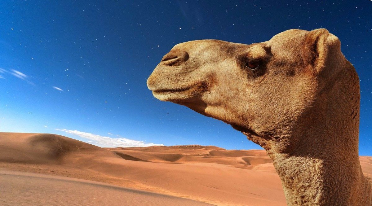 Животные пустыни сахара