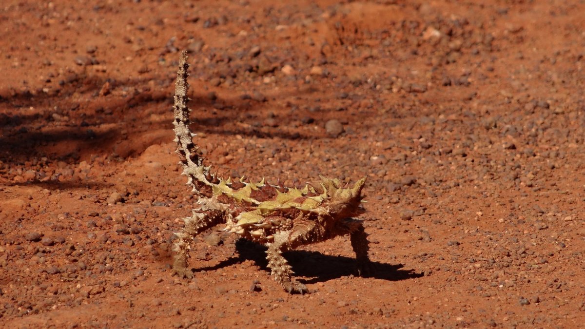 Аддакс Африканская антилопа