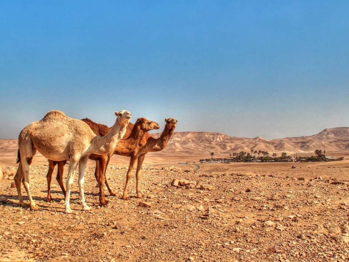 Верблюд пустыни Негев