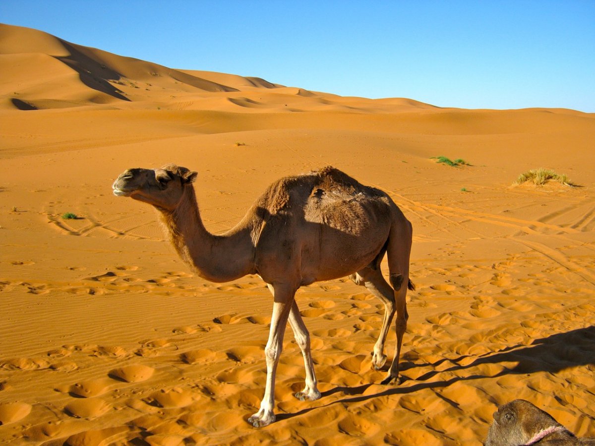 Пустыня дюны животные