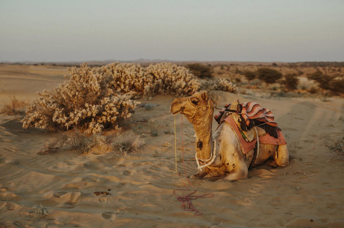 Пустыни полупустыни Африки животный мир