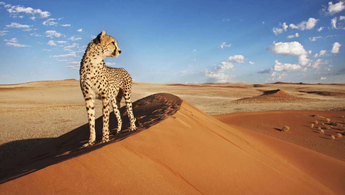 Тунис сафари