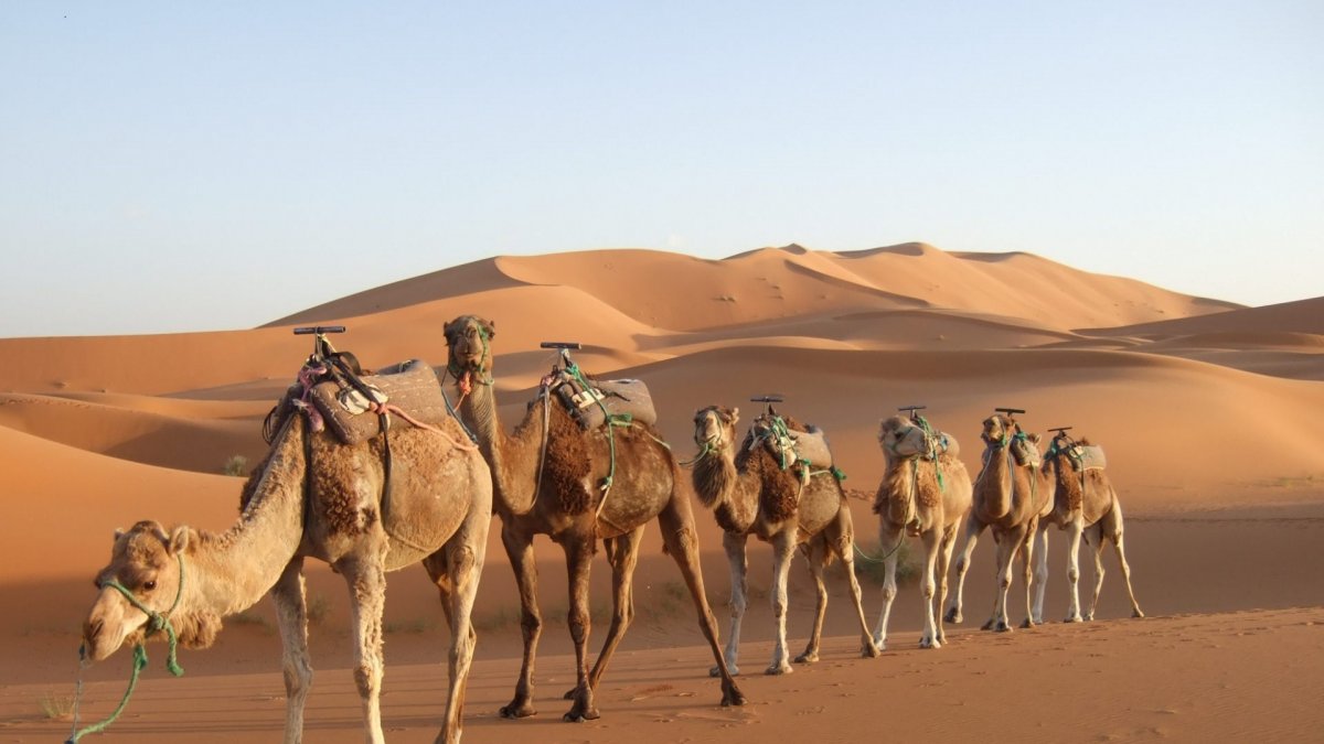 Оазис верблюдов в Африке