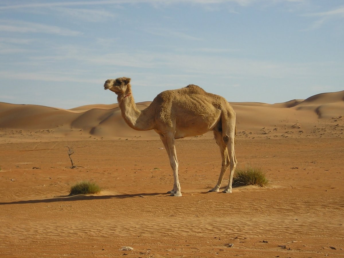 Пустыня сахара с верблюдами