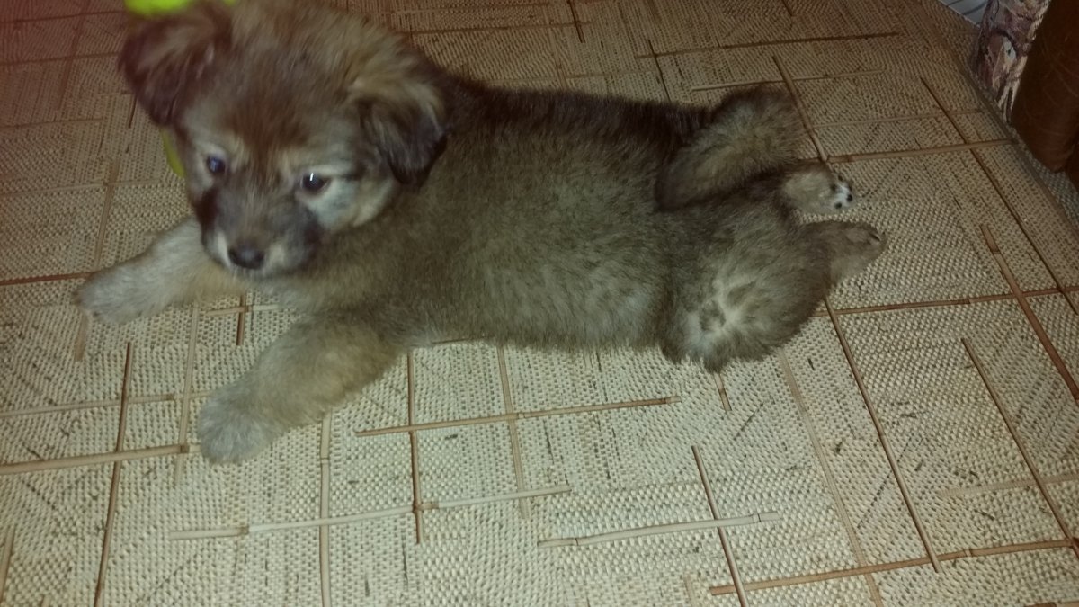 Метис шпица и дворняги