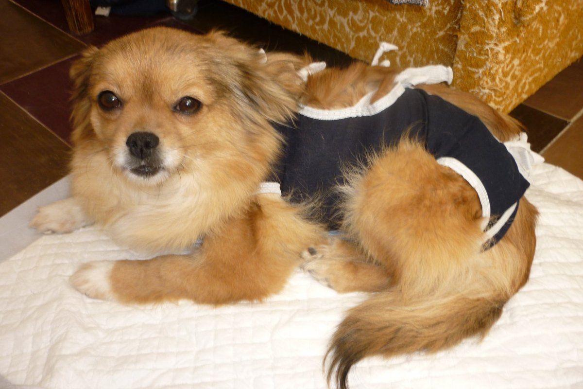 Метис овчарки и шпица