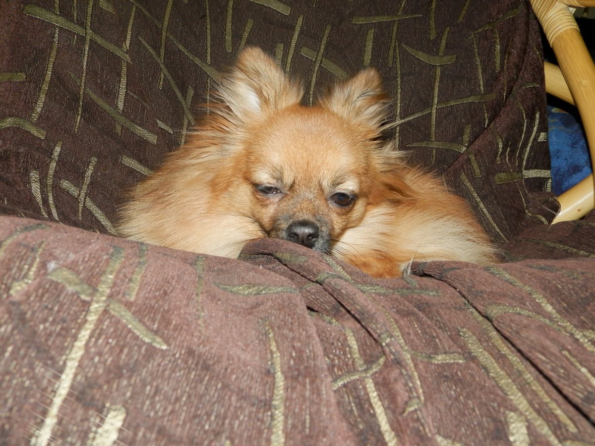 Метис ньюфаундленда и дворняги