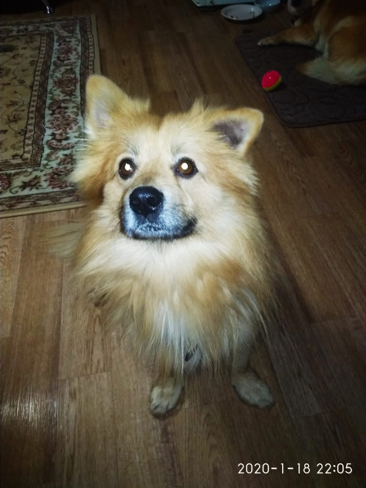 Порода шпиц метис