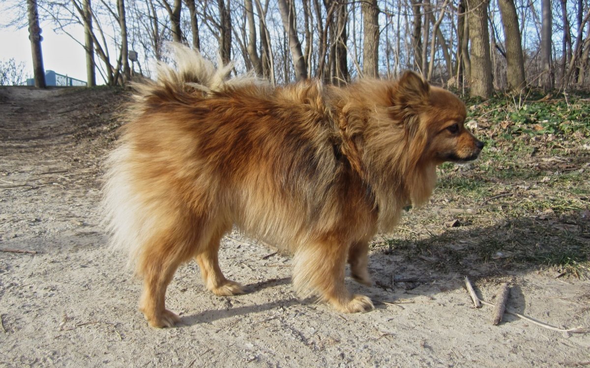 Собака даром в Екатеринбурге метисы или дворняга небольших размеров