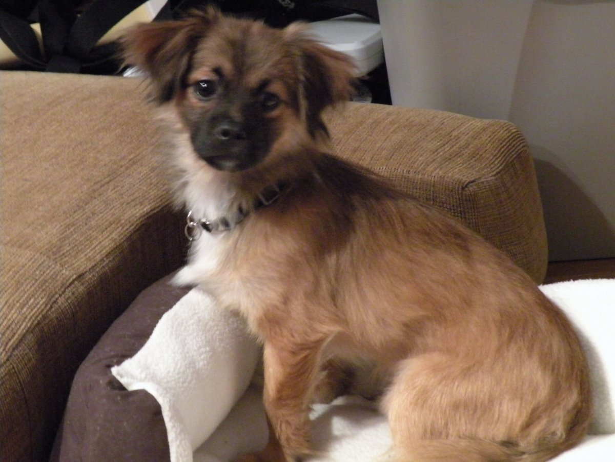 Чихуахуа смесь с дворнягой щенок