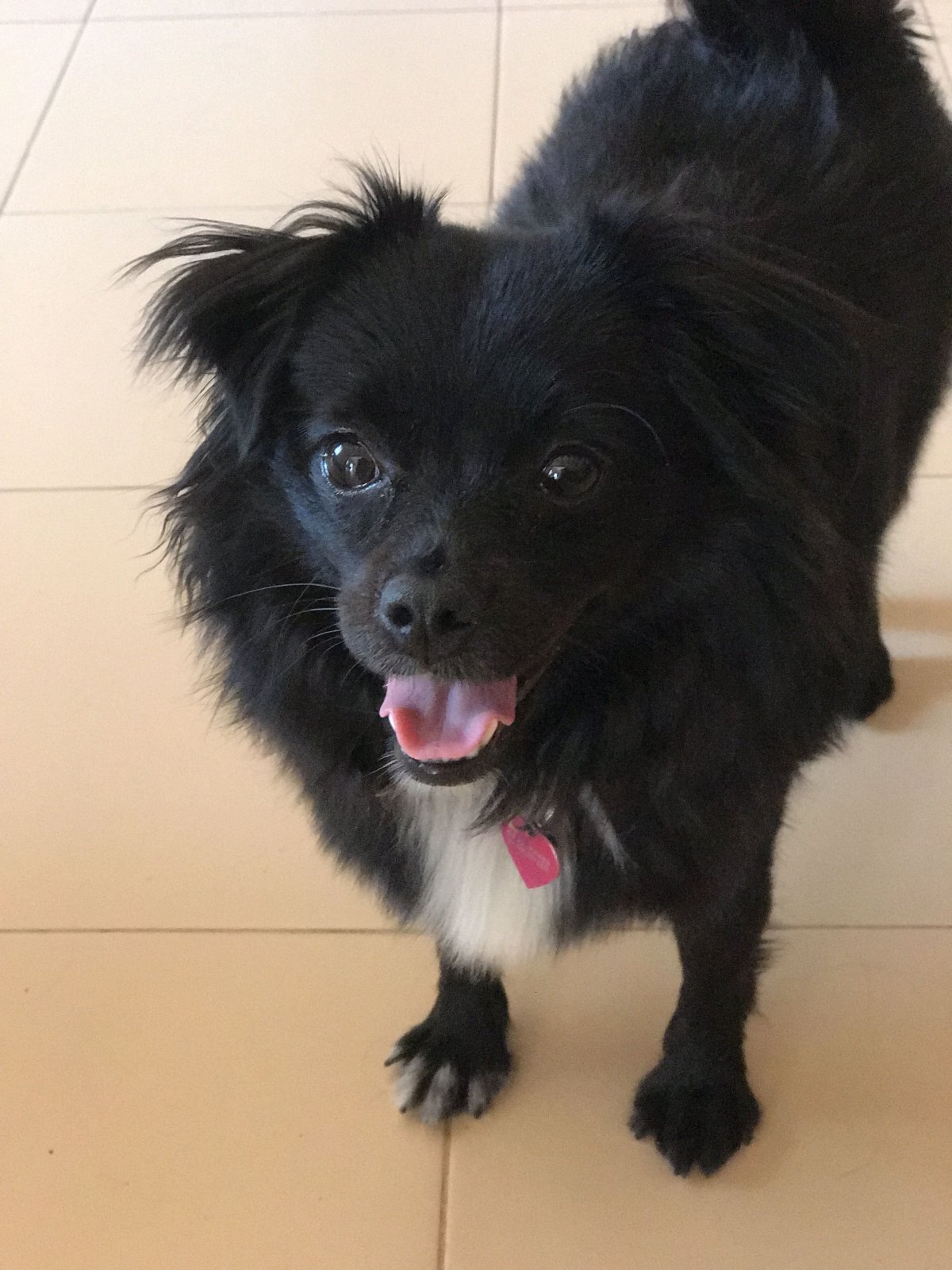 Корги и шпиц