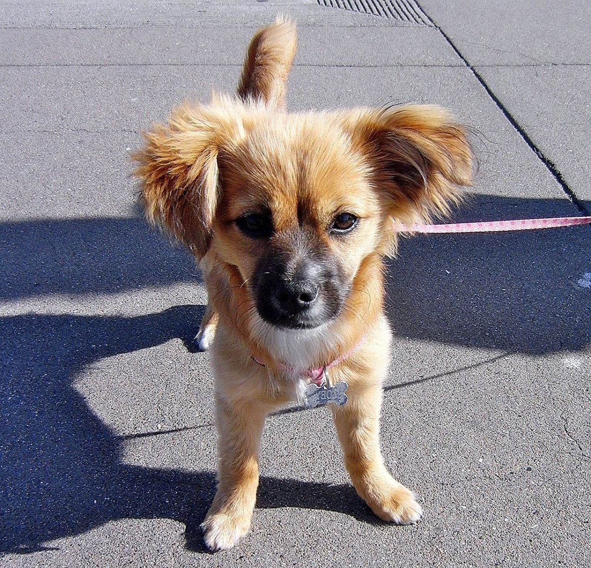 Метис шпица и дворняги