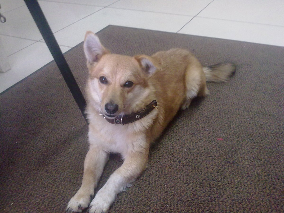 Метис шпица и дворняги