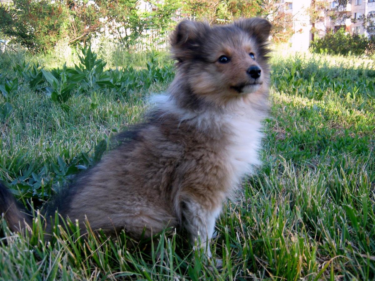 Метис спаниеля и шпица