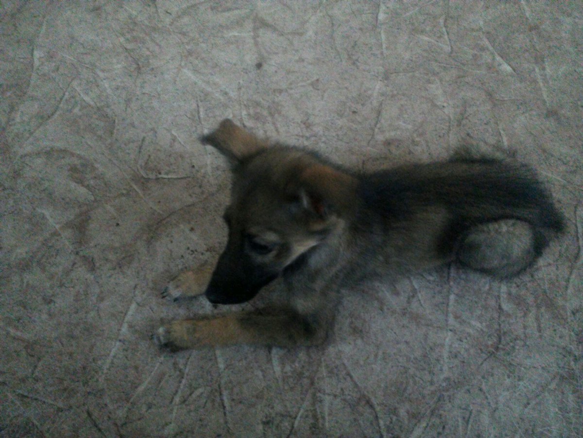 Немецкая овчарка и шпиц