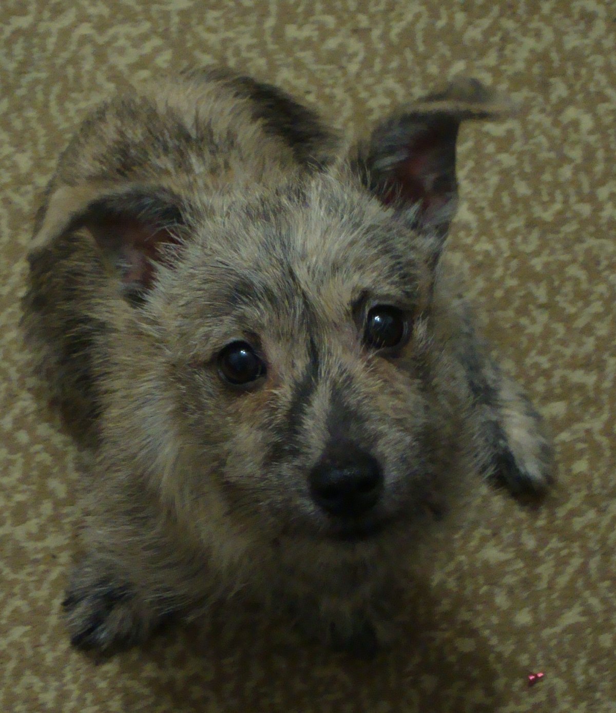 Шпиц дворняжка черный