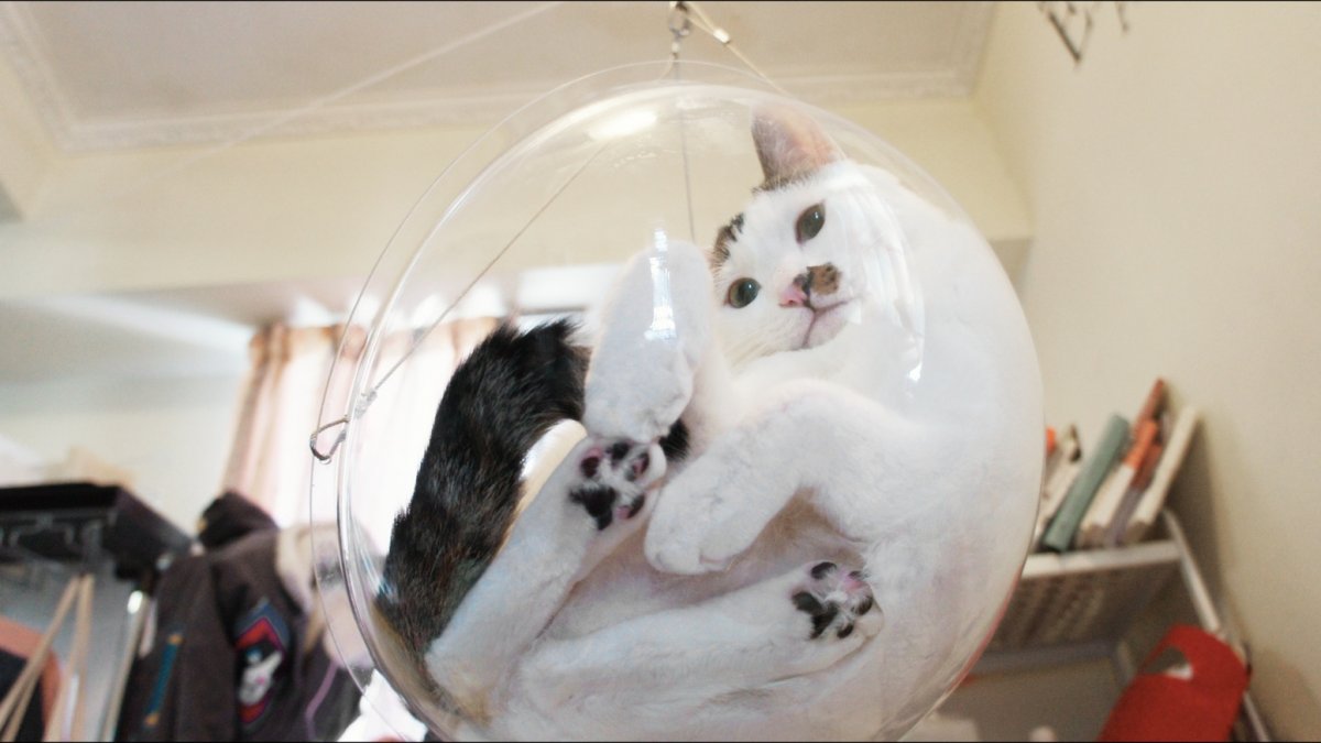 Кот на стеклянном столе