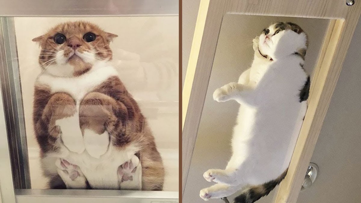 Кошка на стеклянном столе