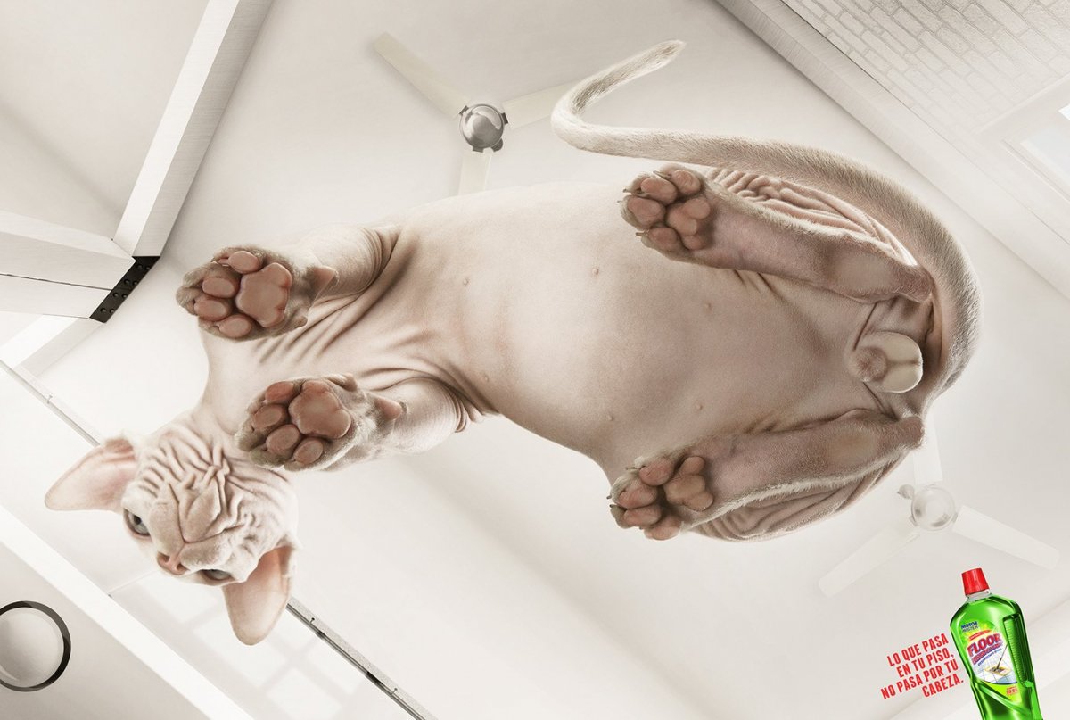 Кот на стеклянном столе