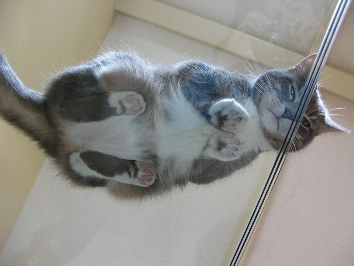 Кот на стекле