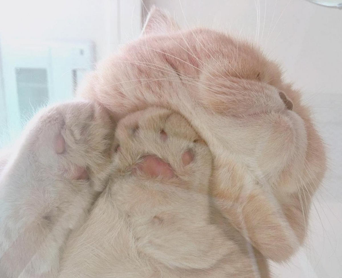 Кот сидит на стекле