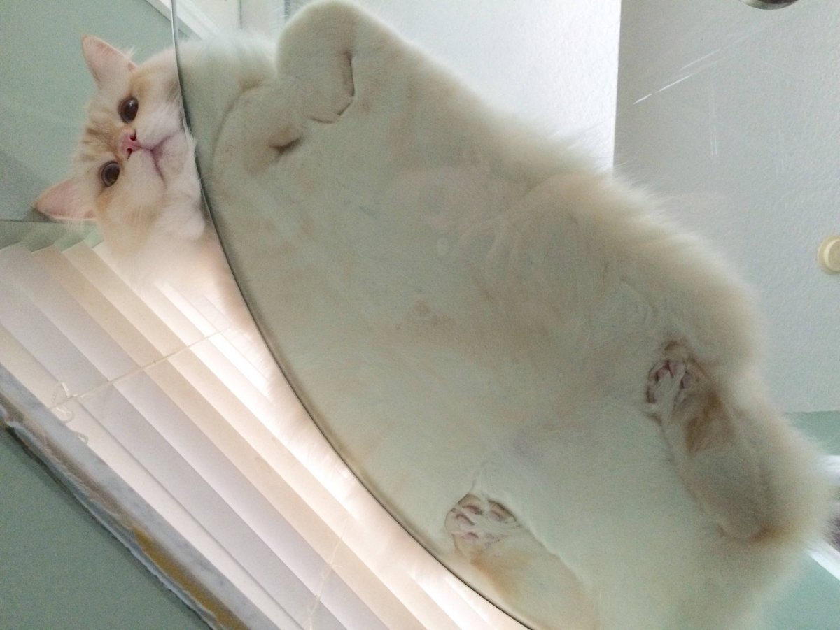 Котик на стекле