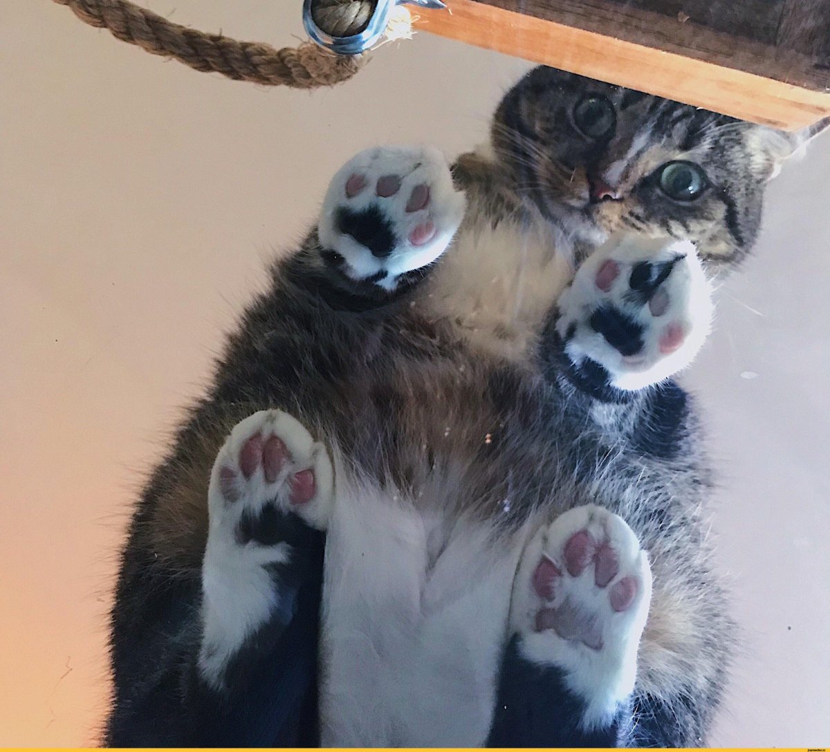 Котики на стеклянном столе