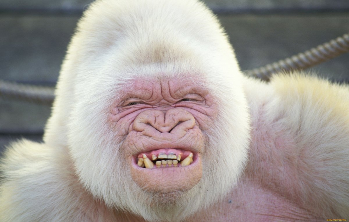 Чудовище озера Чаны