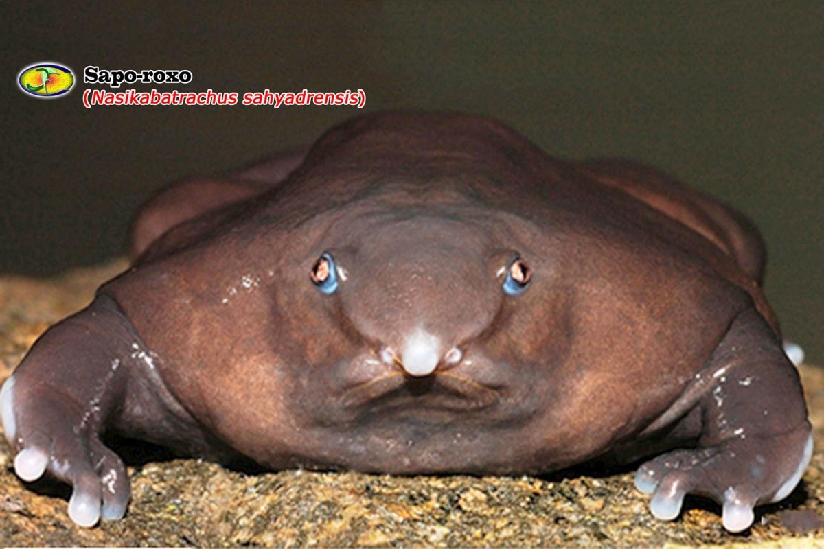 Сколопендра Тропическая ядовитая